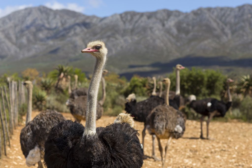 Ostriches in Oudtshoorn