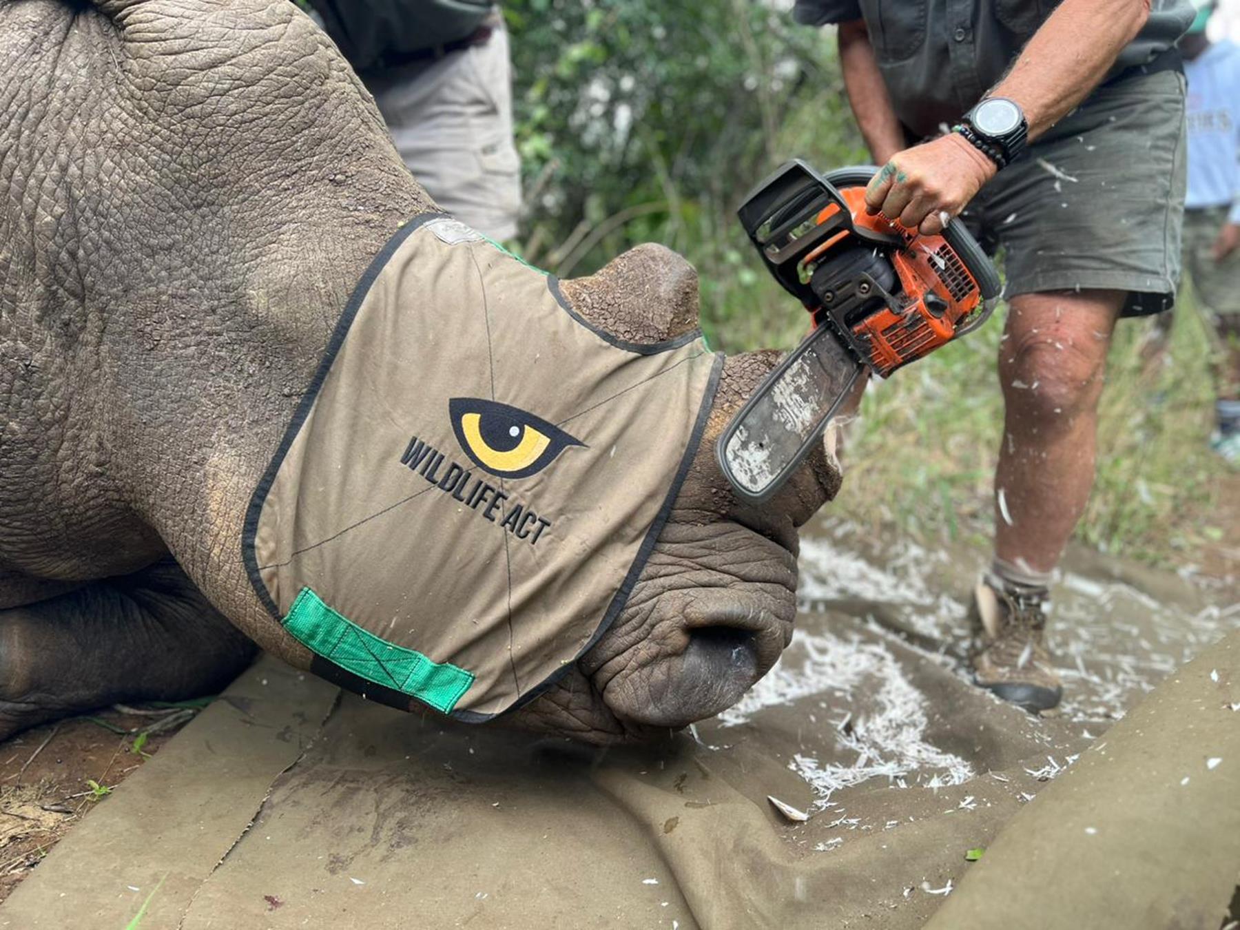Ford Wildlife Fund relocation of rhino and dehorning